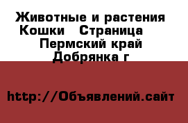 Животные и растения Кошки - Страница 8 . Пермский край,Добрянка г.